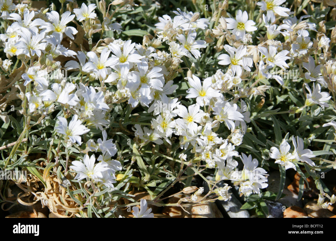 Snow-in-Summer or Dusty Miller, Cerastium tomentosum, Caryophyllaceae, South East Europe Stock Photo