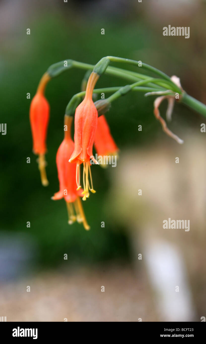 Stenomesson miniatum, Amaryllidaceae, Bolivia and Peru, South America Stock Photo