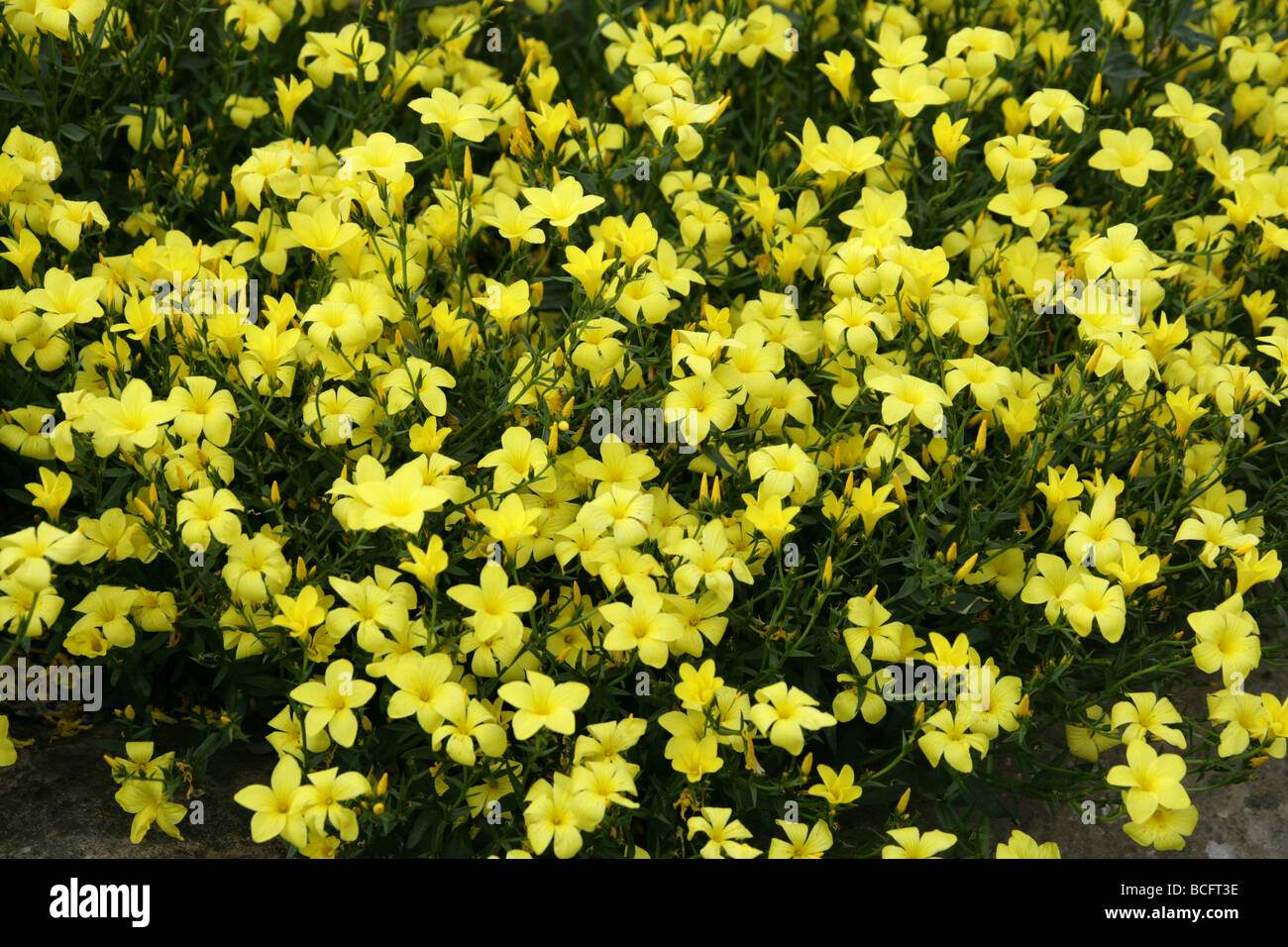 Tree Flax or Shrubby Flax, Linum arboreum, Linaceae. South Aegean,  Greece Stock Photo