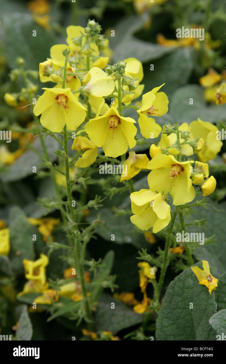 Mullein, Verbascum dumulosum, Scrophulariaceae, Turkey Stock Photo