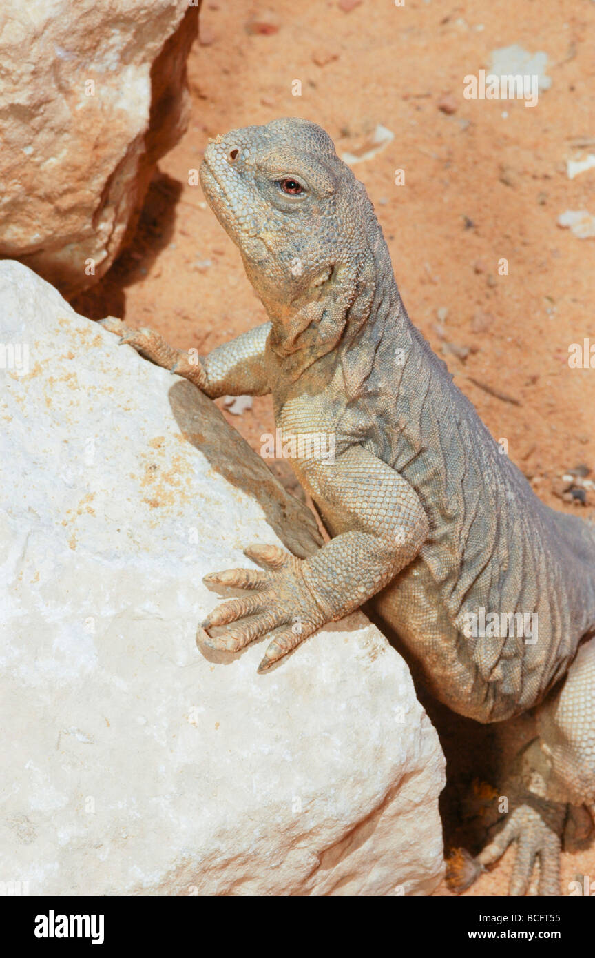 Egyptian Mastigure Uromastyx aegyptia lizard Stock Photo