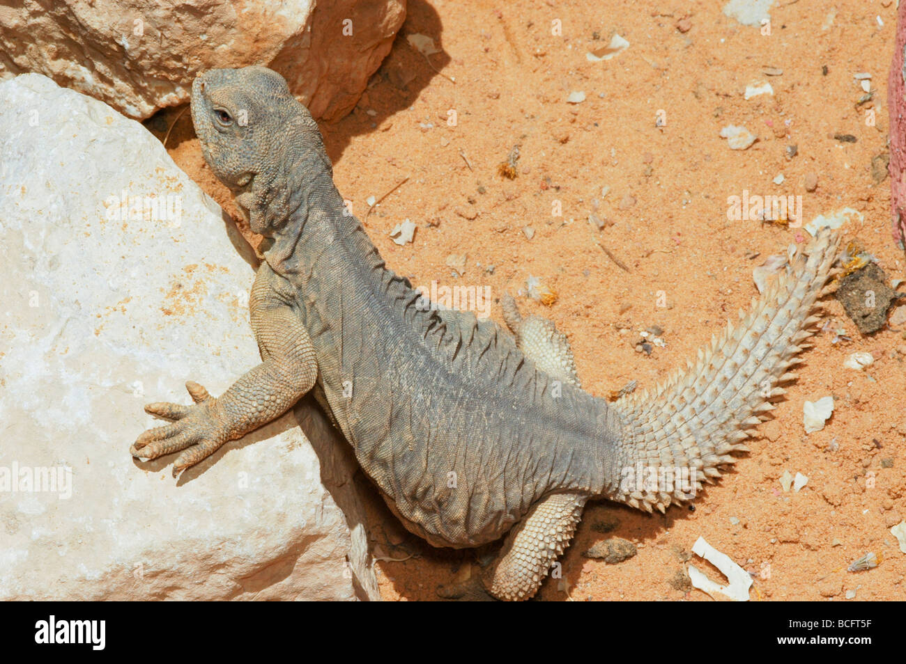 Egyptian Mastigure Uromastyx aegyptia lizard Stock Photo