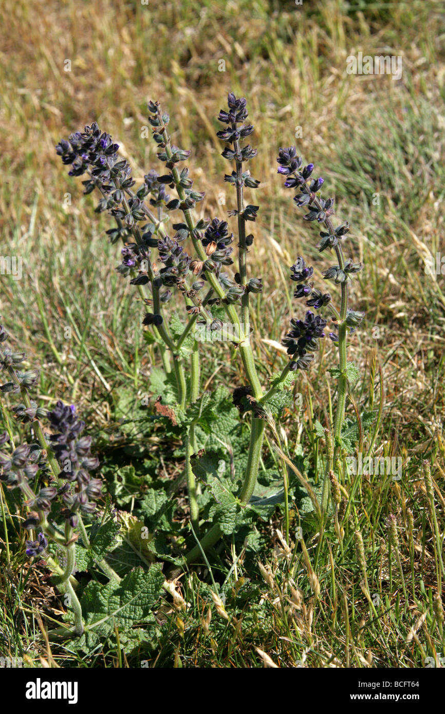 Wild Clary or Wild Sage, Salvia verbenaca, Lamiaceae. UK Stock Photo