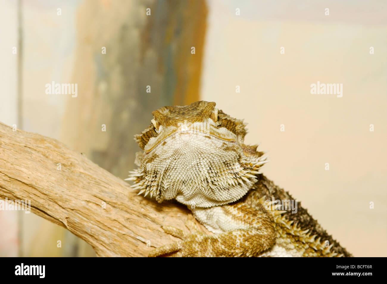 close up of an Egyptian Mastigure Uromastyx aegyptia lizard Stock Photo
