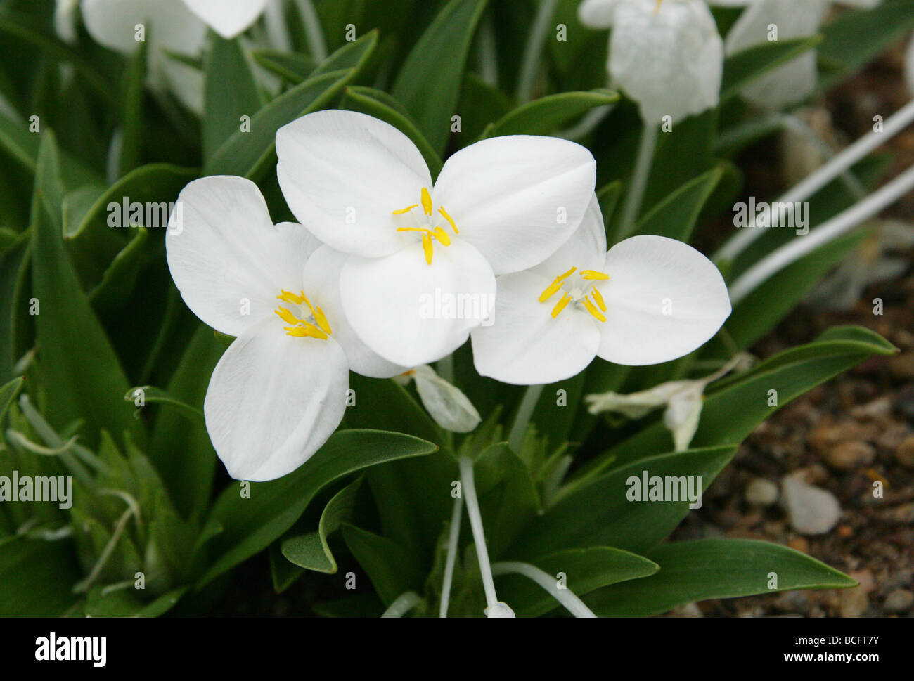 Weldenia candida, Commelinaceae, North Guatemala, Mexico, South and Central America Stock Photo