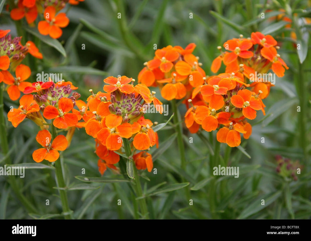 Wheeler's Wallflower, Erysimum wheeleri, Brassicaceae, USA, North America Stock Photo