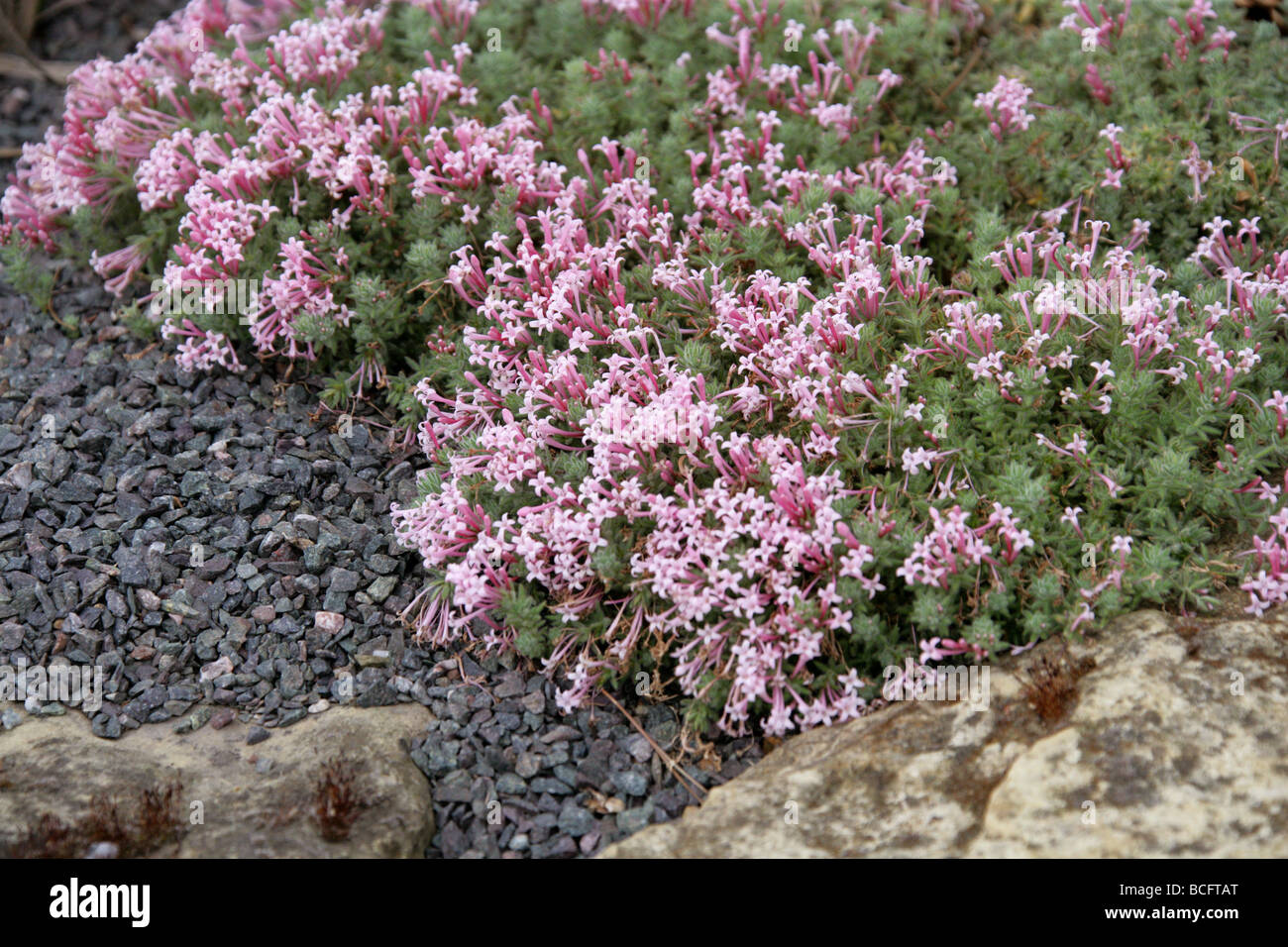 Alpine or Woolly Woodruff, Asperula arcadiensis, Rubiaceae, Greece, Europe Stock Photo