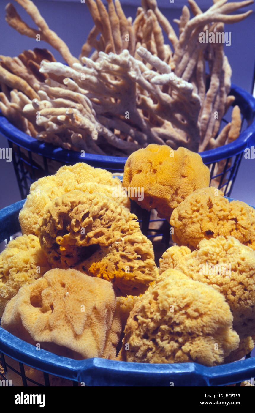 Sponges for sale in the Sponge Dock District in Tarpon Springs Florida