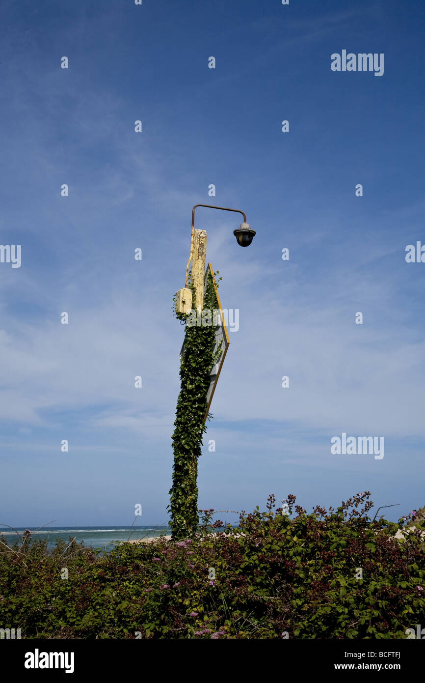 Lamp at Dynamite bay over grown with Ivy on summers day Stock Photo