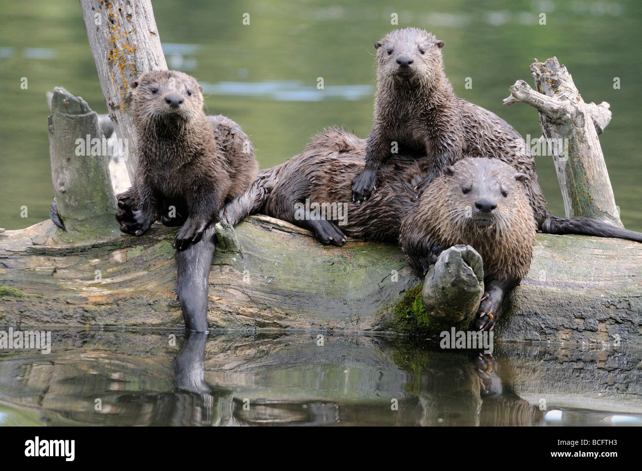 Stock photo of a river otter family sitting together on a log, Yellowstone National Park, 2009. Stock Photo