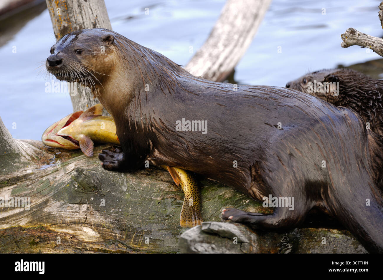 Stock photo of a river otter sitting on a log, eating a trout