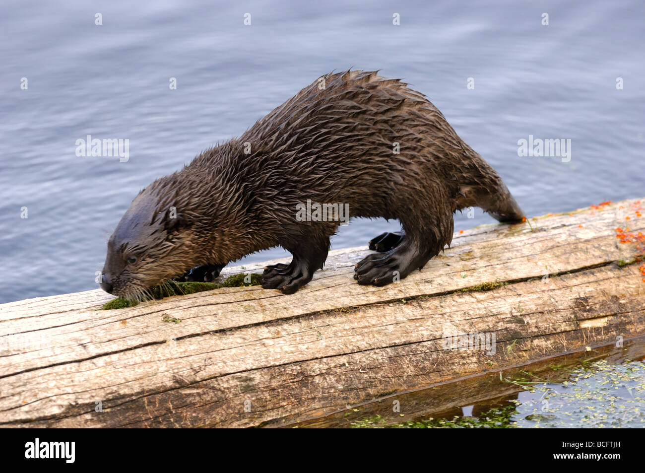 Stock photo of a river otter pup sniffing, and walking along a log, Yellowstone National Park, 2009. Stock Photo