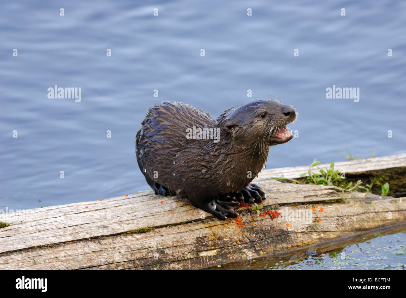 Stock photo of a river otter pup standing on a log, vocalizing, Yellowstone National Park, 2009. Stock Photo