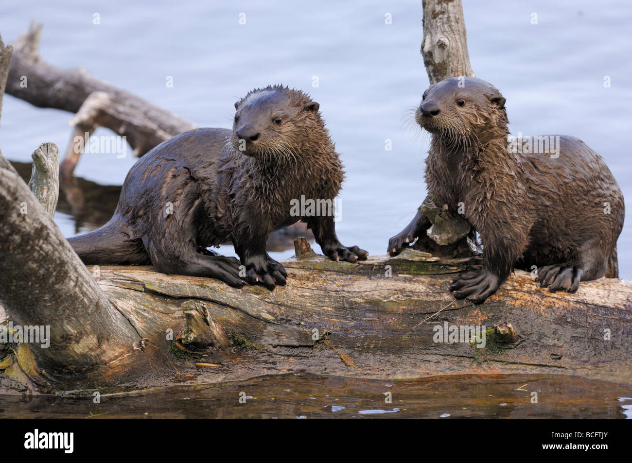 Stock photo of two river otter pups sitting together on a log, Yellowstone National Park, 2009. Stock Photo