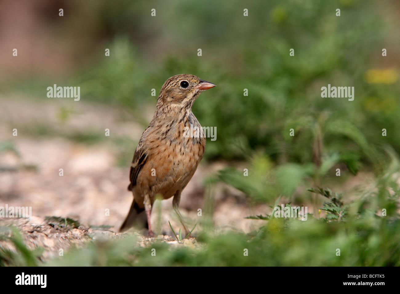 Ortolan bunting Emberiza hortulana Bulgaria June 2009 Stock Photo