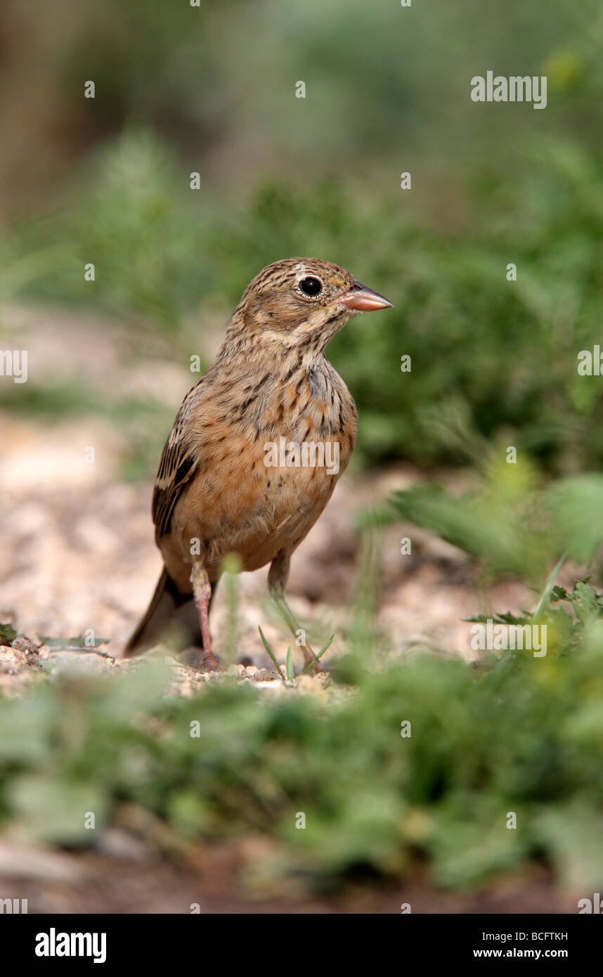 Ortolan bunting Emberiza hortulana Bulgaria June 2009 Stock Photo