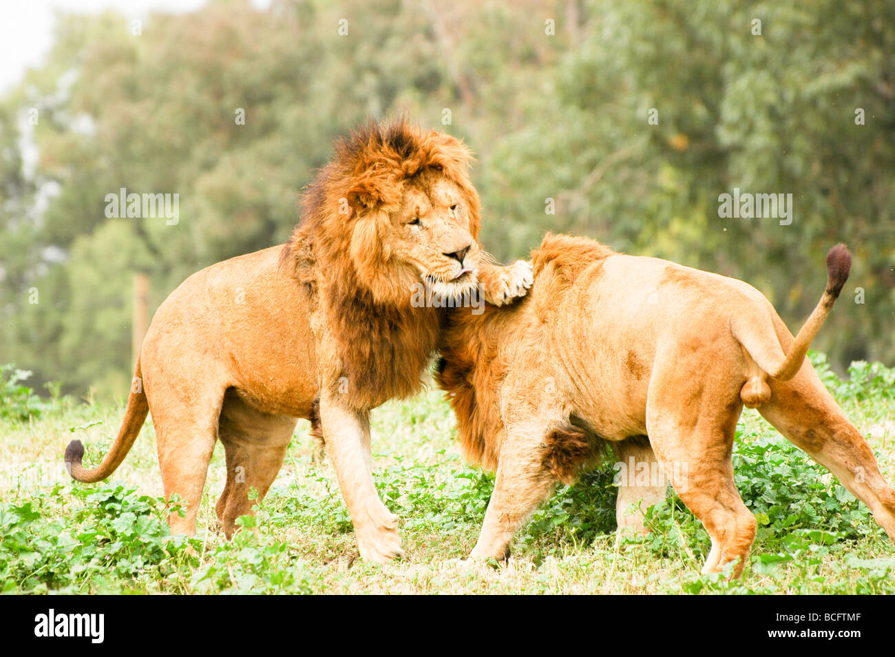 two Male African Lion Panthera leo fighting Stock Photo