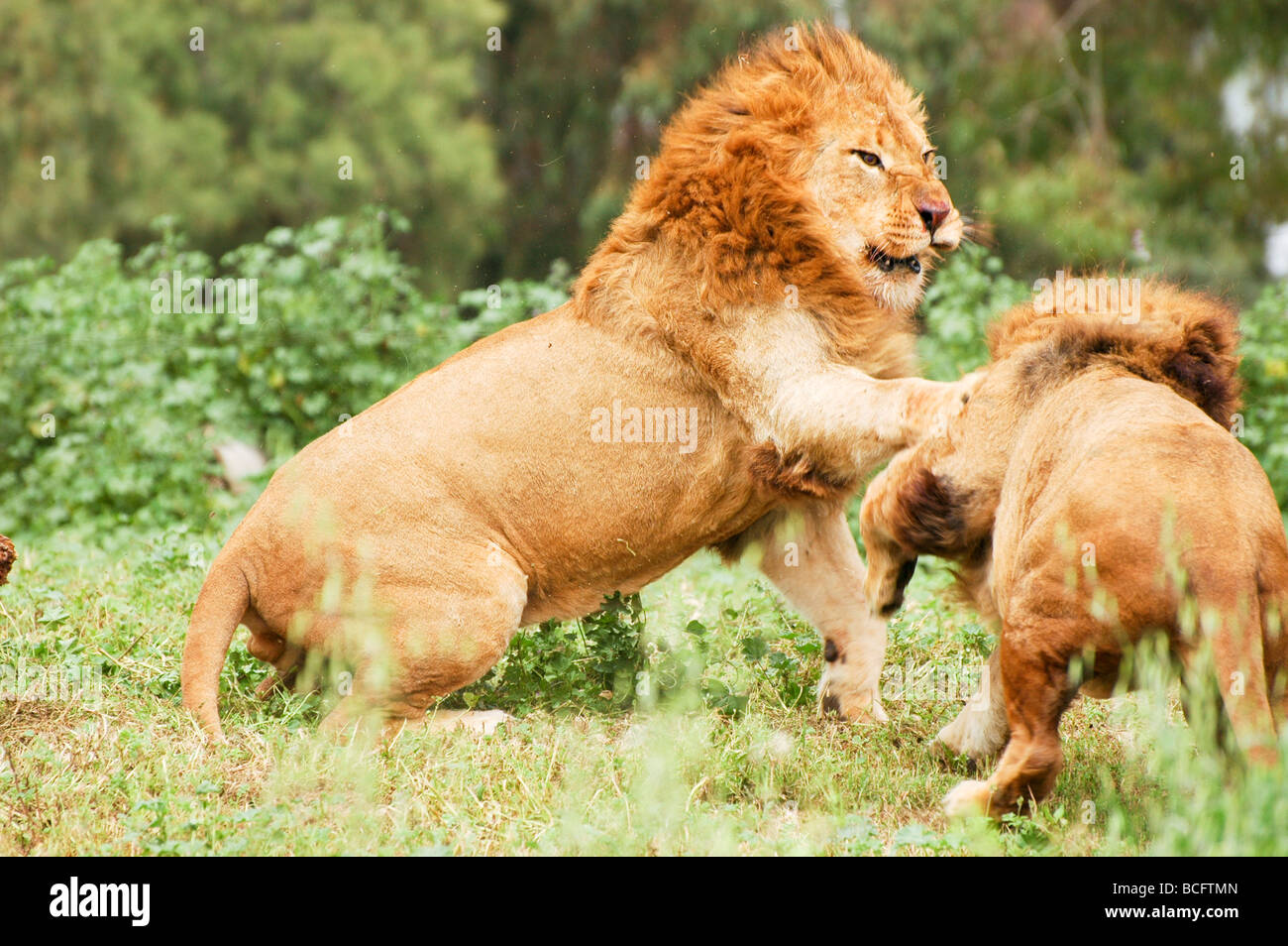 two Male African Lion Panthera leo fighting Stock Photo
