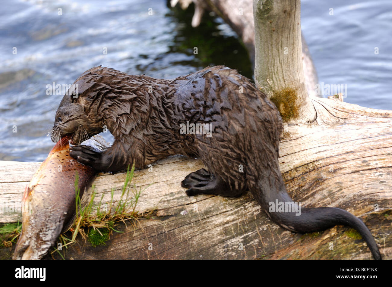 Stock photo of a river otter pup eating a trout, Yellowstone National Park, 2009. Stock Photo