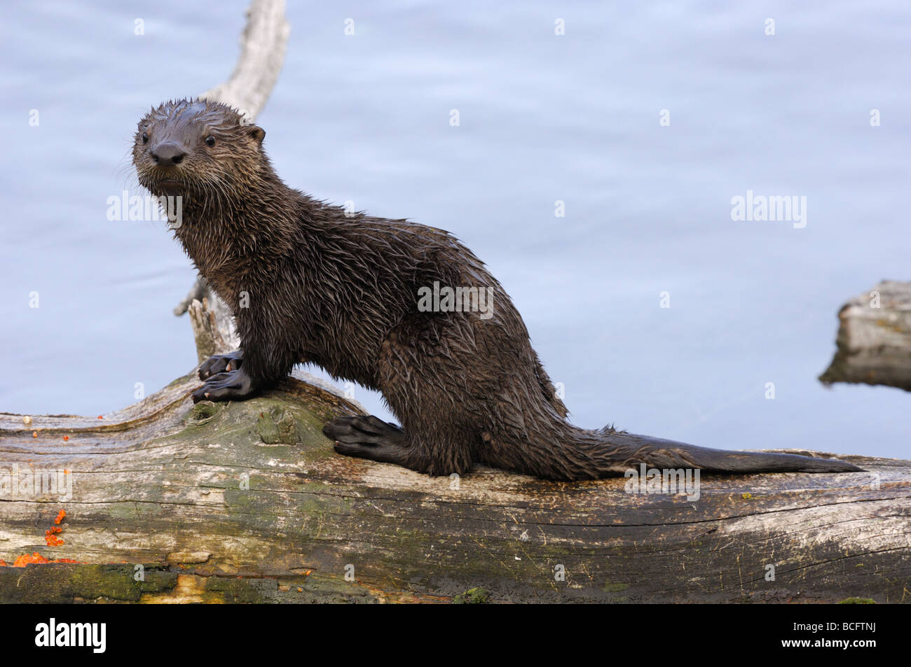 Stock photo of a river otter pup sitting on a log, Yellowstone National Park, 2009. Stock Photo