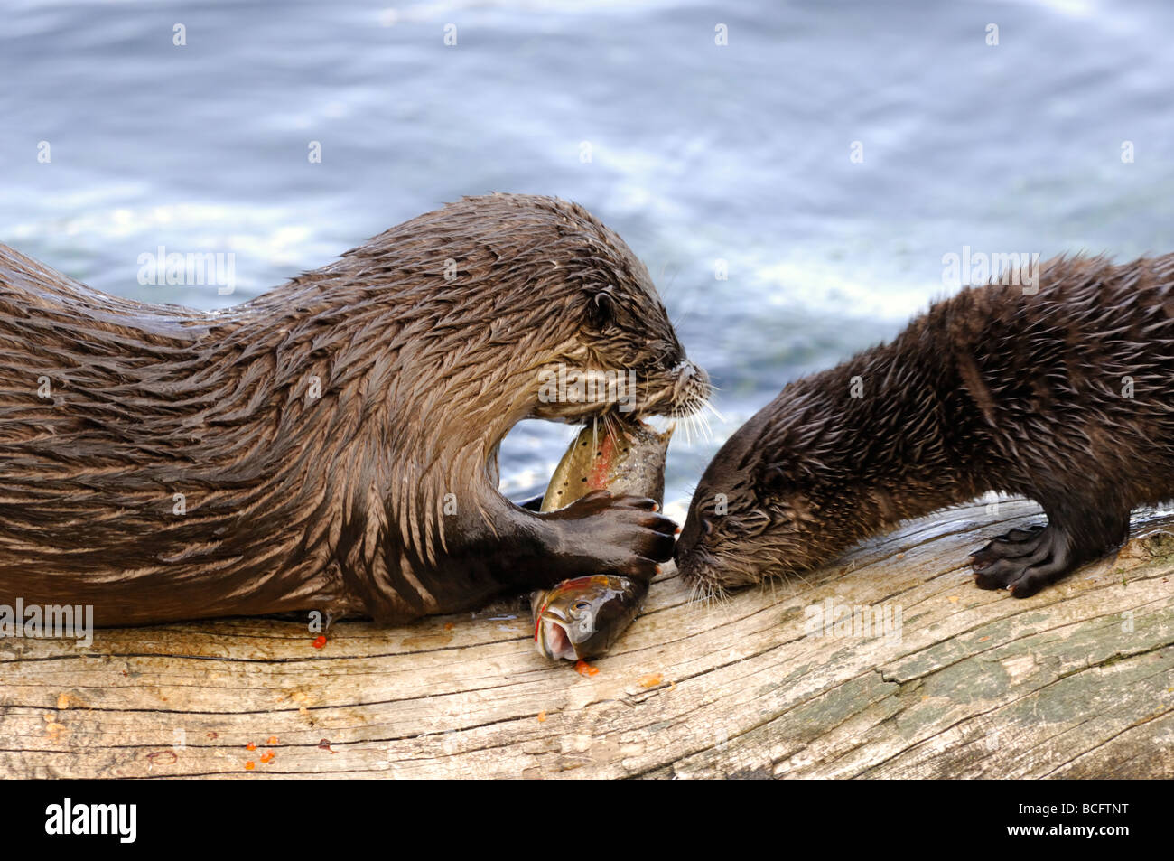 Stock photo of a river otter pup trying to sneak some fish from his mother, Yellowstone National Park, 2009. Stock Photo