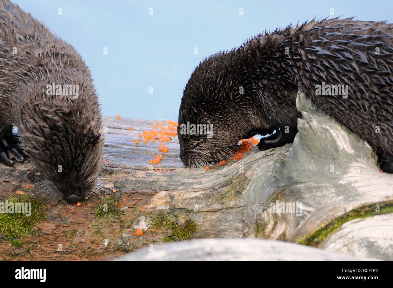 Stock photo of two river otter pups eating the eggs from a spawning trout, Yellowstone National Park, 2009. Stock Photo
