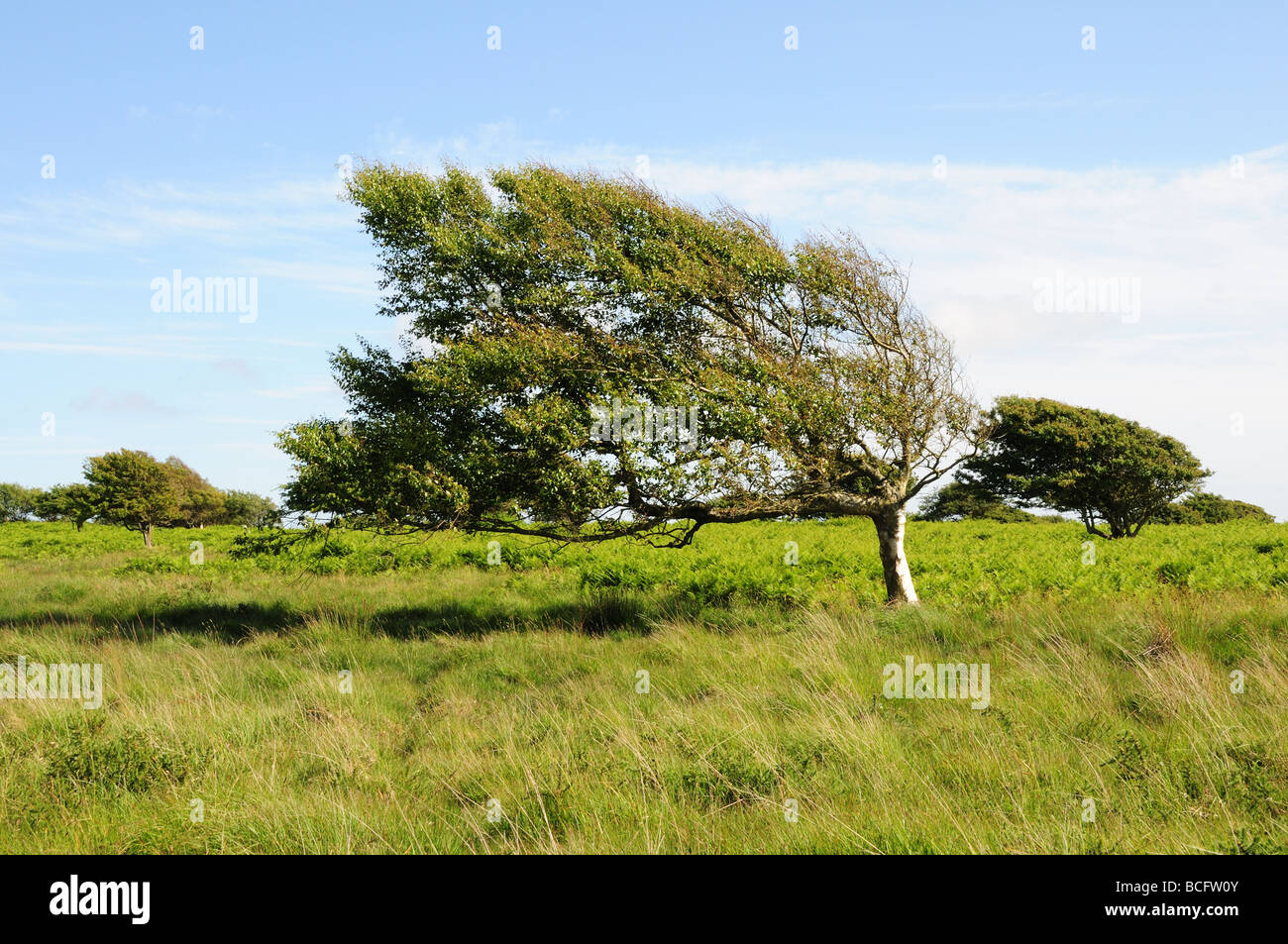 Windswpt trees at Ryers Down Loughor Estuary Gower Peninsula glamorgan Wales Cymru UK Stock Photo