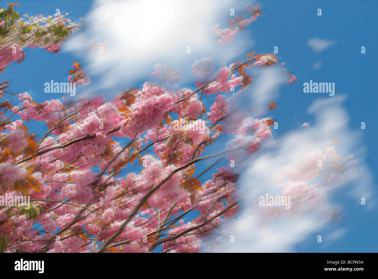 Cherry blossom trees in the wind hi-res stock photography and images ...