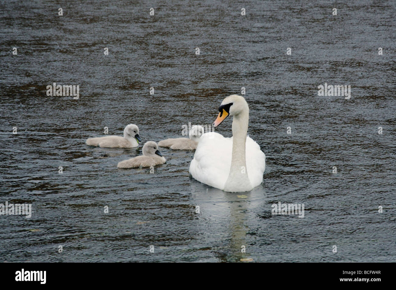 When It Rains It Swans >> Swan Swimming In Rain In Stock Photos Swan Swimming In Rain In When It Rains It Swans >> Swan Swimming In Rain In Stock Photos Swan Swimming In Rain In