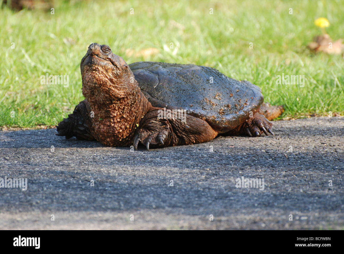 Sunbathing Snapping Turtle Stock Photo