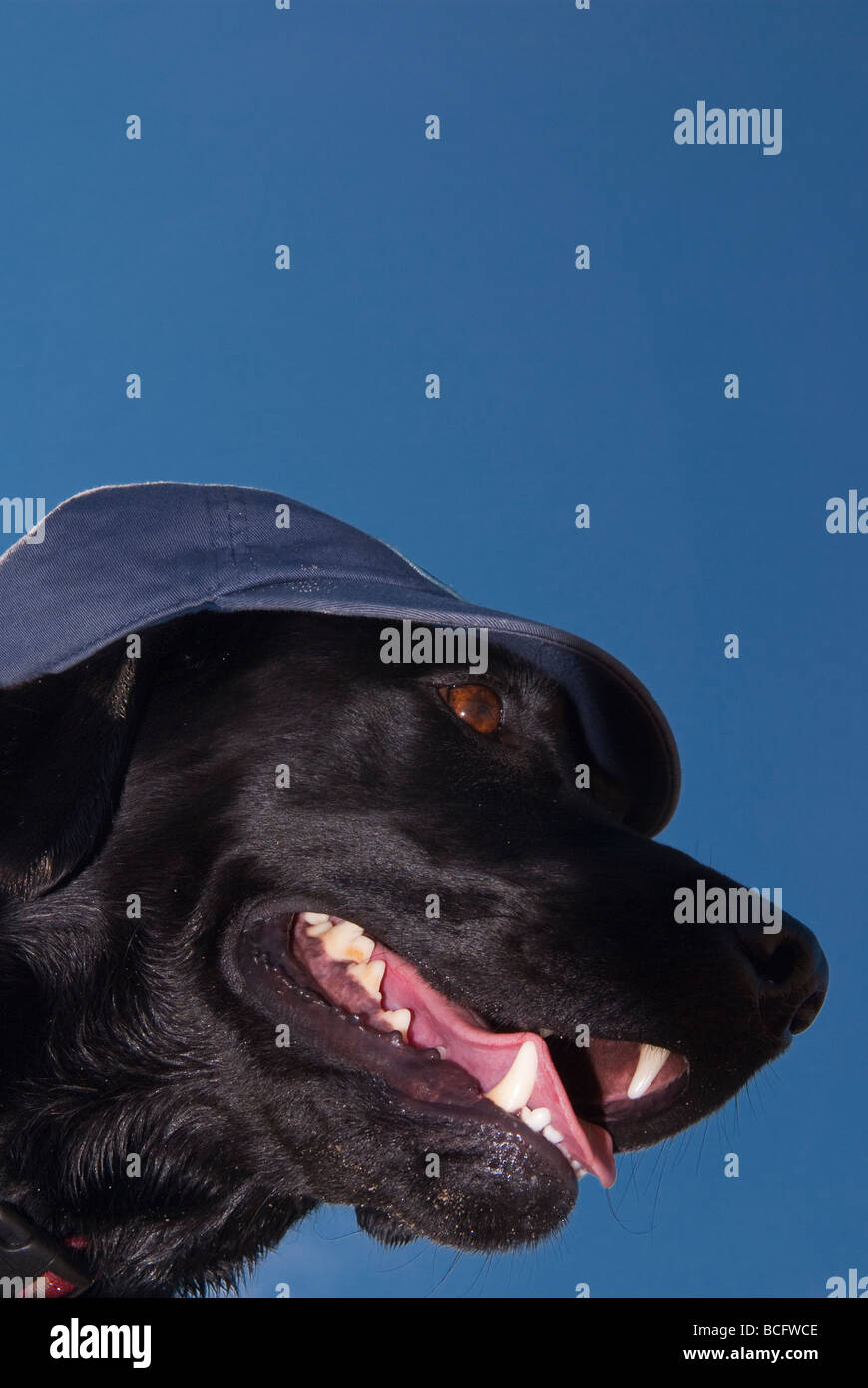 A black labrador dog wearing a cap Stock Photo