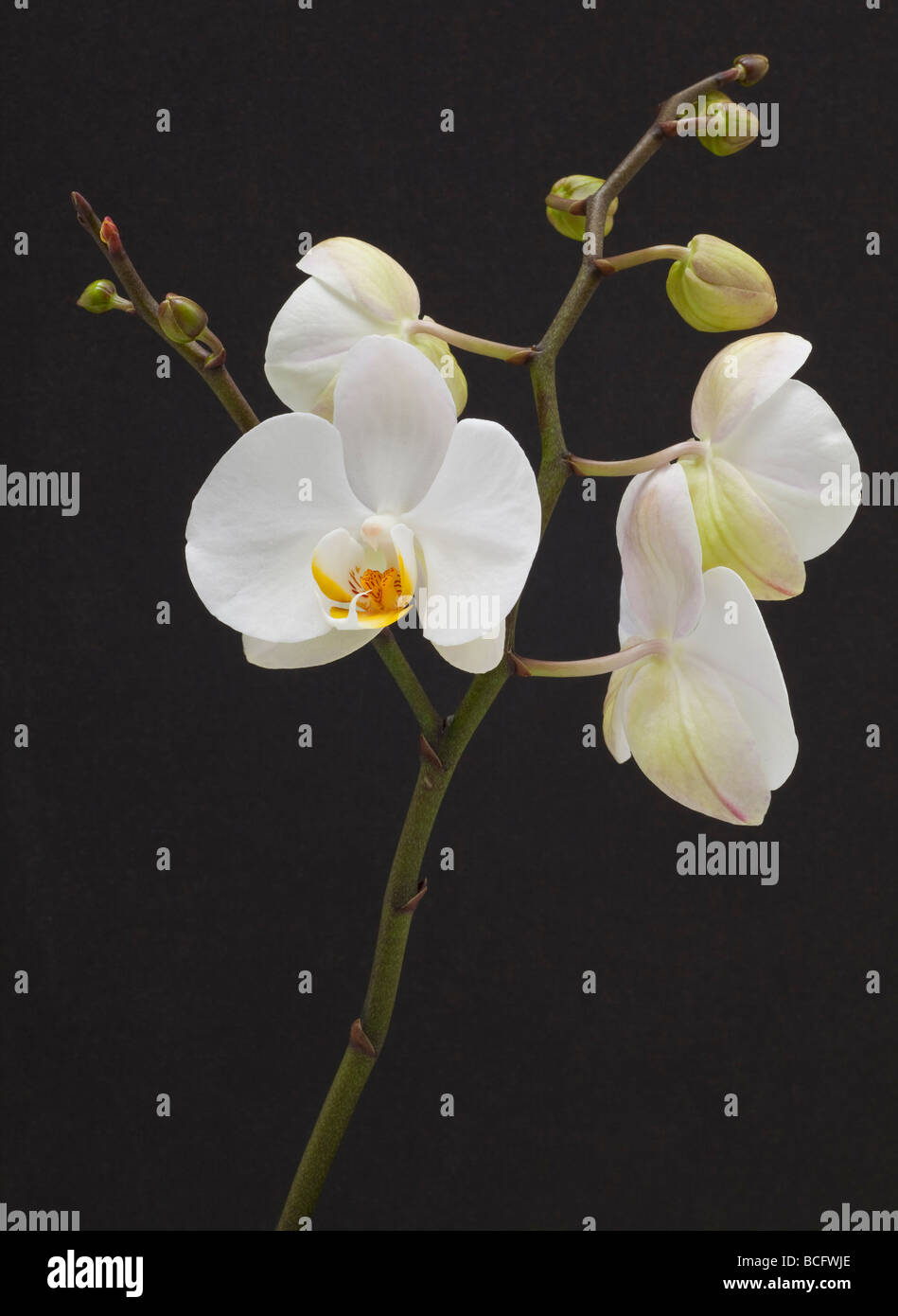 white phalaenopsis hybrid orchid flower Stock Photo