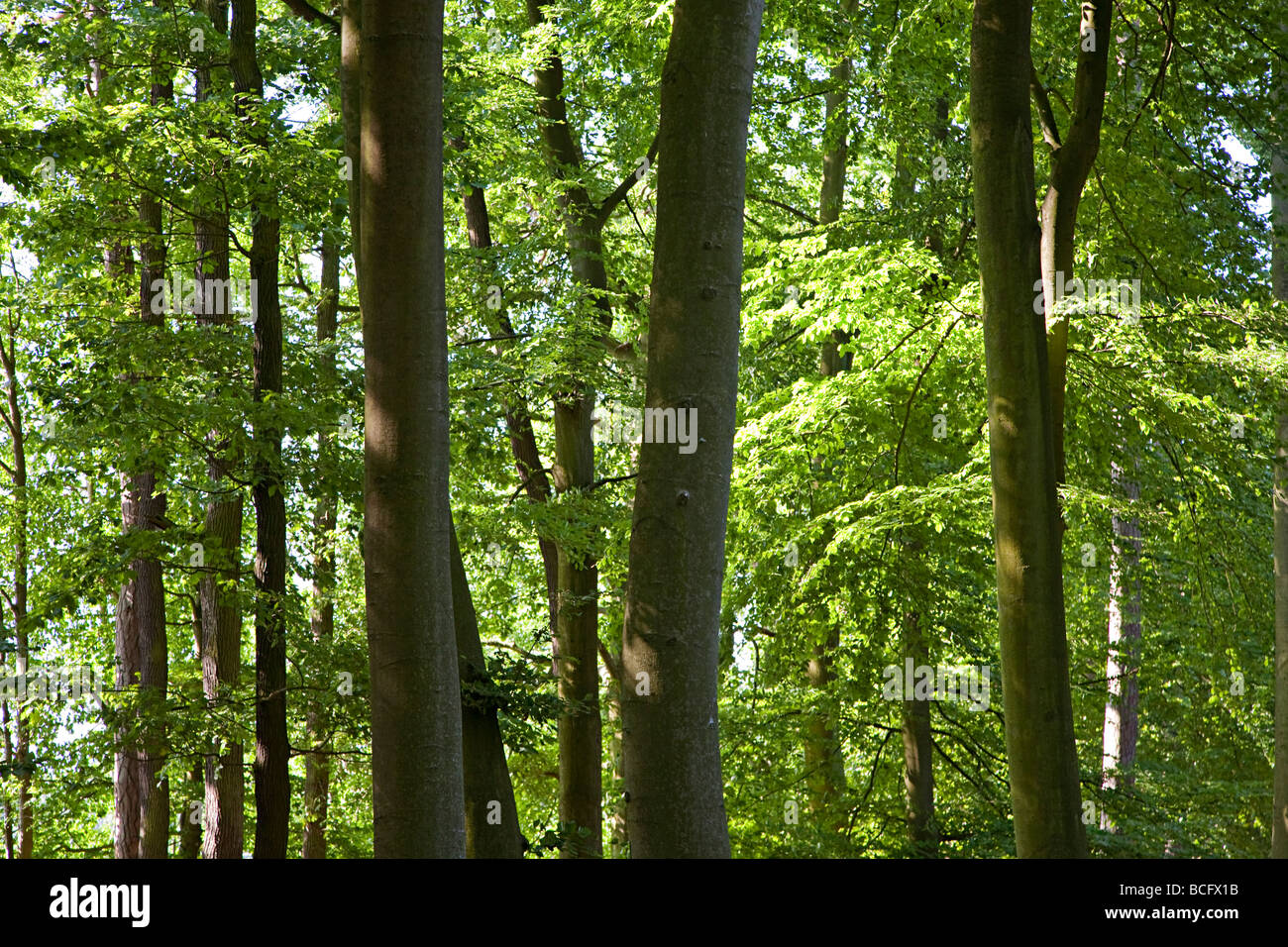 Mixed woodland at edge of lake Tollensesee Germany Stock Photo