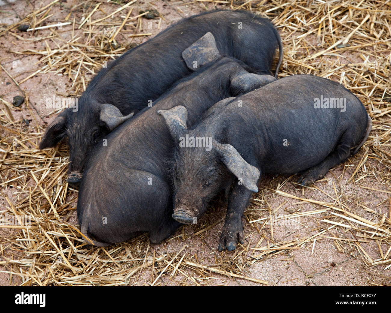 Three black piglets at market Sineu Mallorca Spain Stock Photo