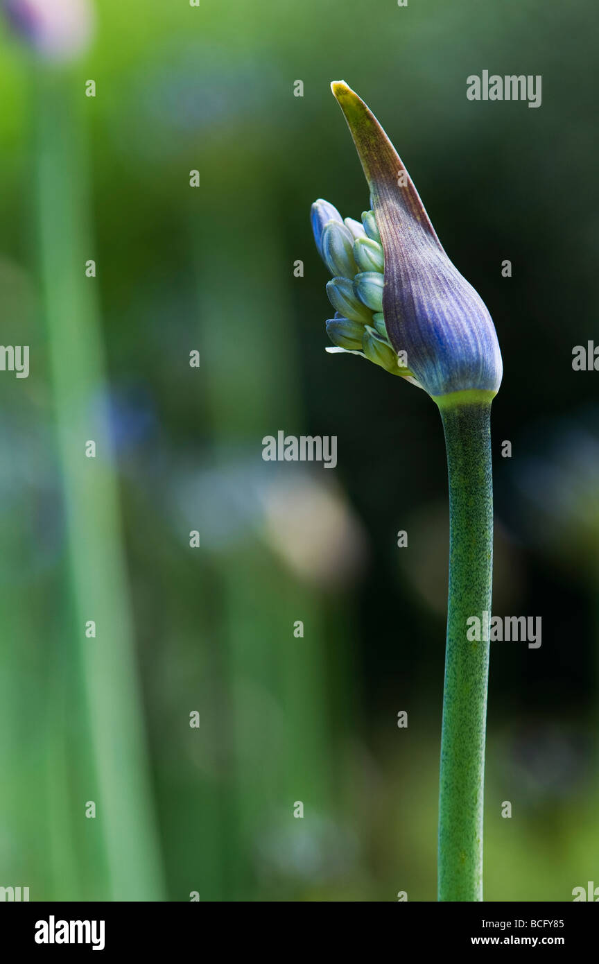 Agapanthus flower bud opening. African blue lily Stock Photo
