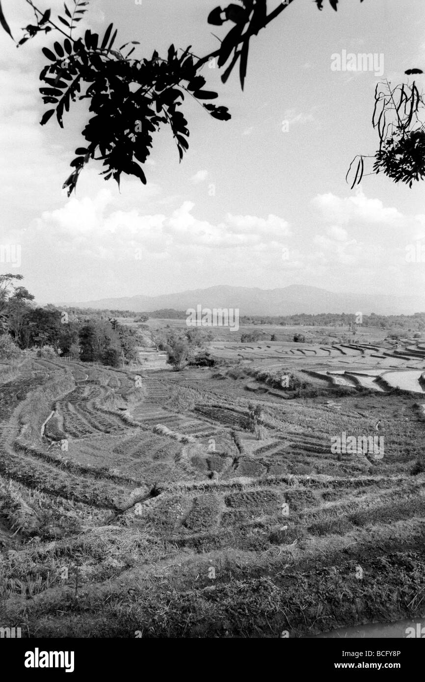 Myanmar Pa Oh Tribe (by Artist Nan Nan)