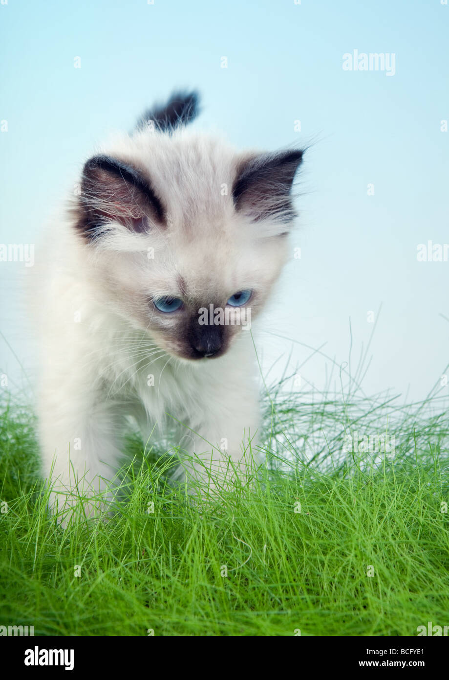 Seal point mitted ragdoll kitten standing in spring grass Stock Photo