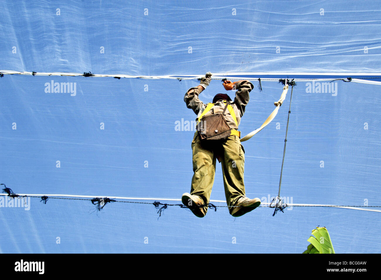 Israel Jordan Valley Kibbutz Ashdot Yaacov Banana Plantation under a net Stock Photo