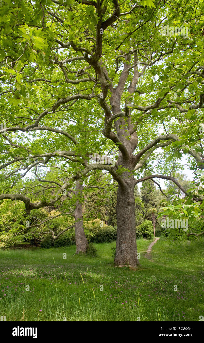 Majestic old trees hi-res stock photography and images - Alamy