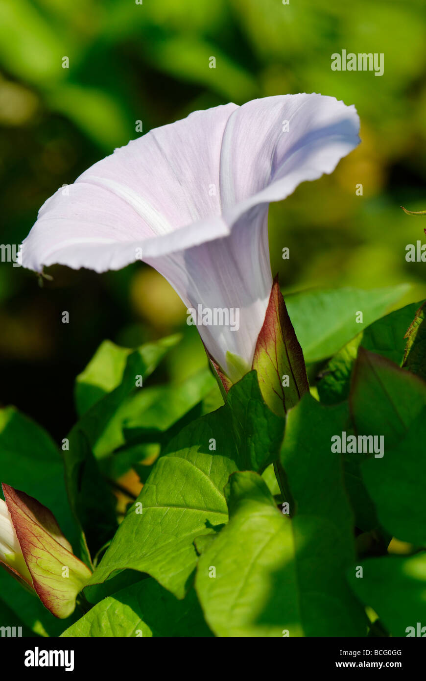 Field bindweed field morning glory small bindweed Convolvulus arvensis Stock Photo