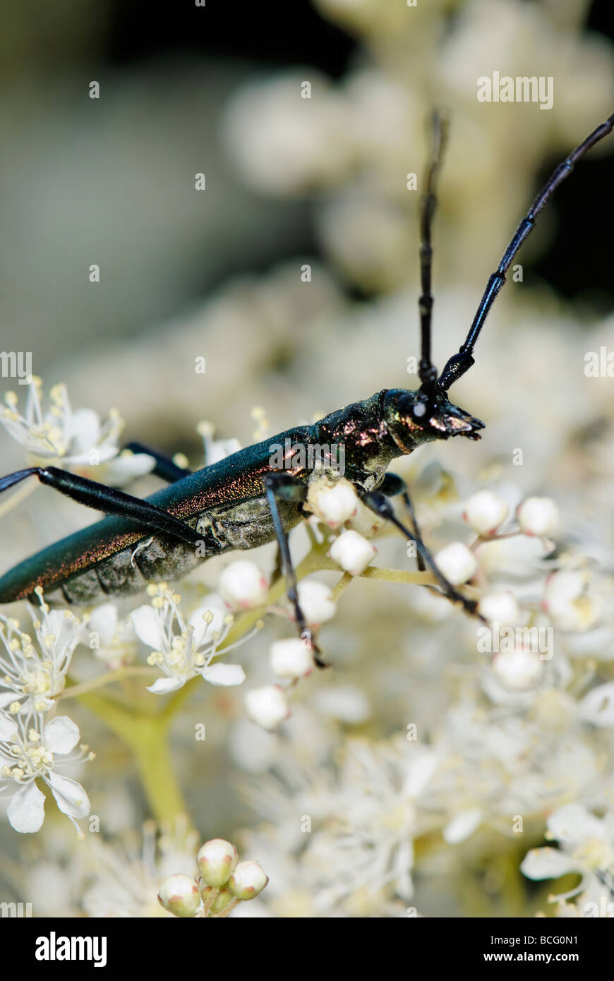 Capricorn Insect Great capricorn beetle oak cerambyx Cerambyx cerdo on the little white ...