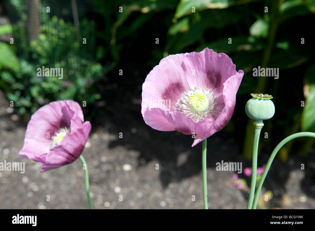 Purple blotches hi-res stock photography and images - Alamy