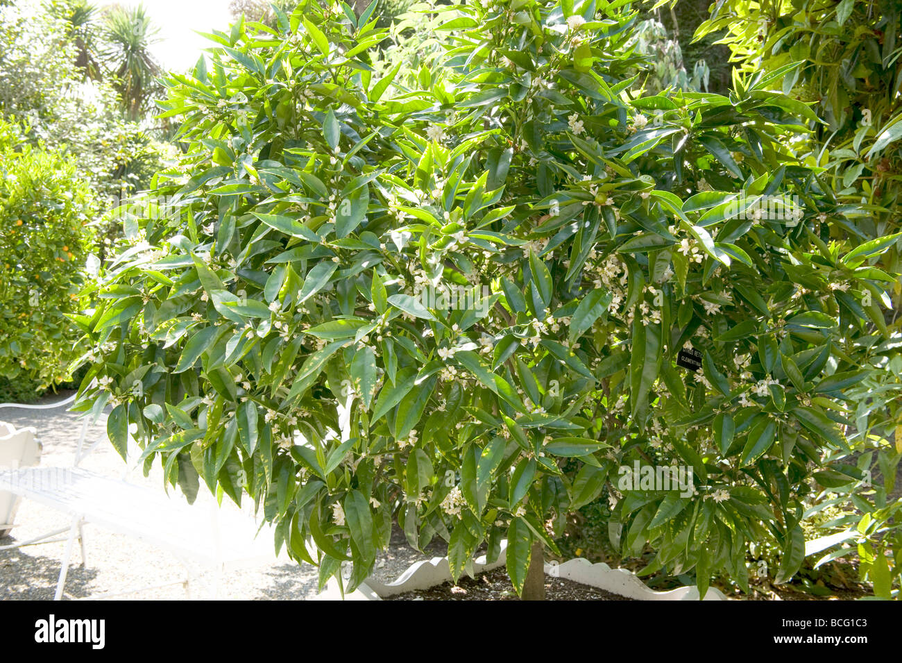 Citrus aurantium 'Seville Orange'. Unripe fruit hanging from a seville orange bush. Stock Photo