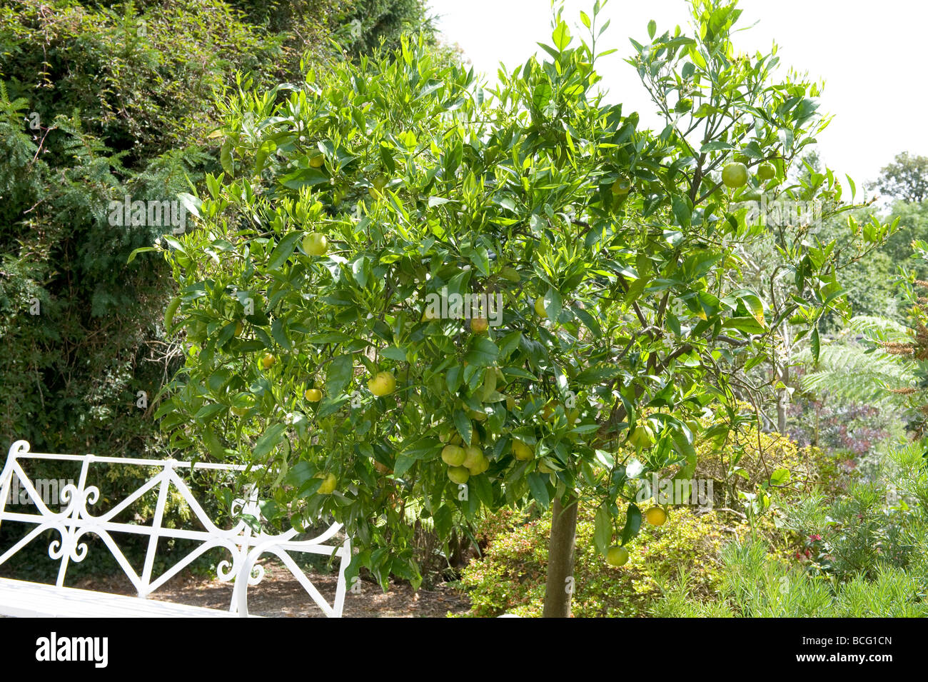 Citrus aurantium 'Seville Orange'. Unripe fruit hanging from a seville orange bush. Stock Photo