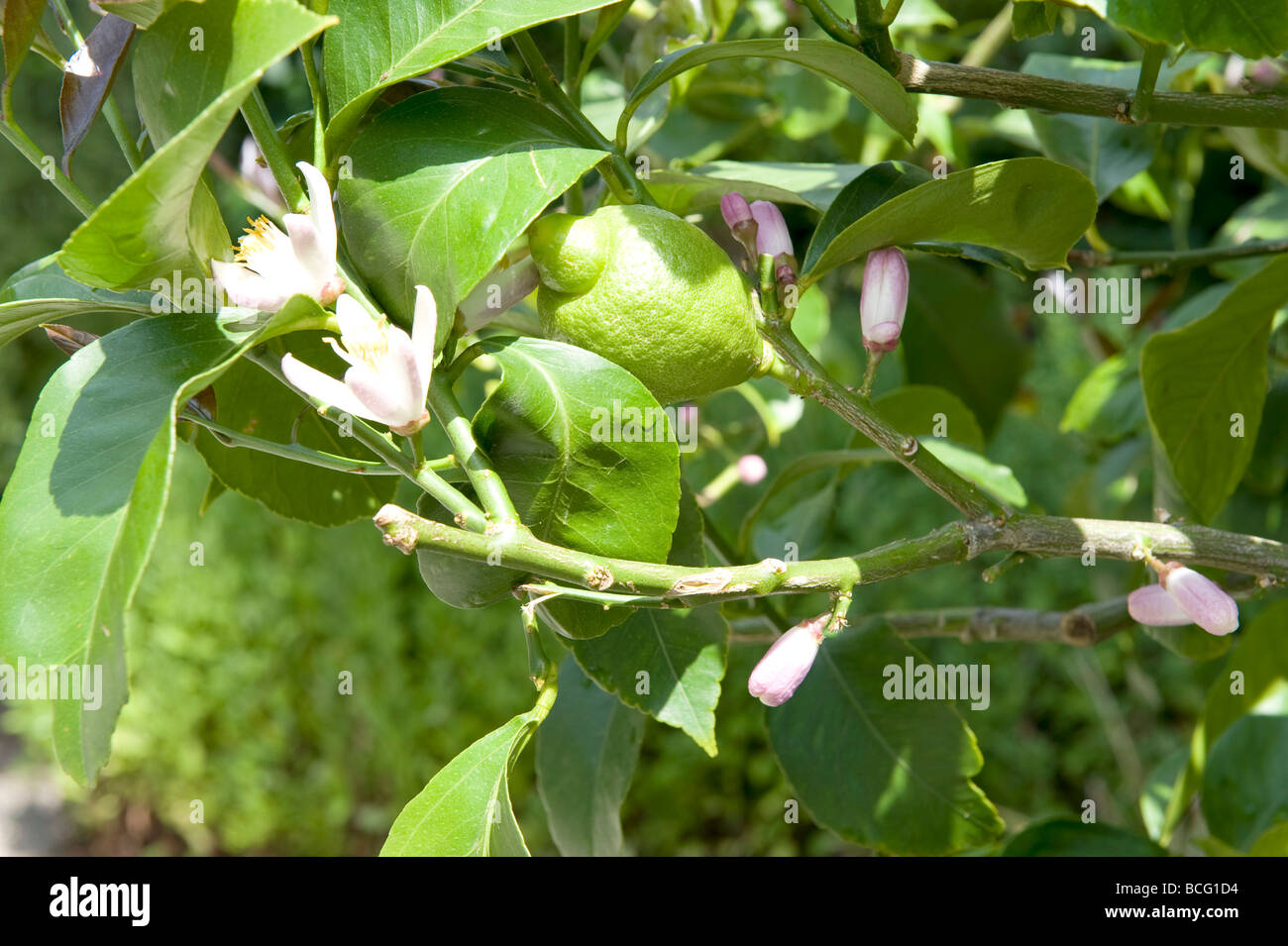 Citrus limon Lemon tree. Fruit & flowers hanging from a Lemon tree. Stock Photo
