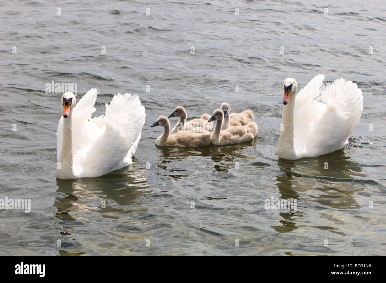 Family of swans Gizycko Great Mazurian Lakes Poland Stock Photo