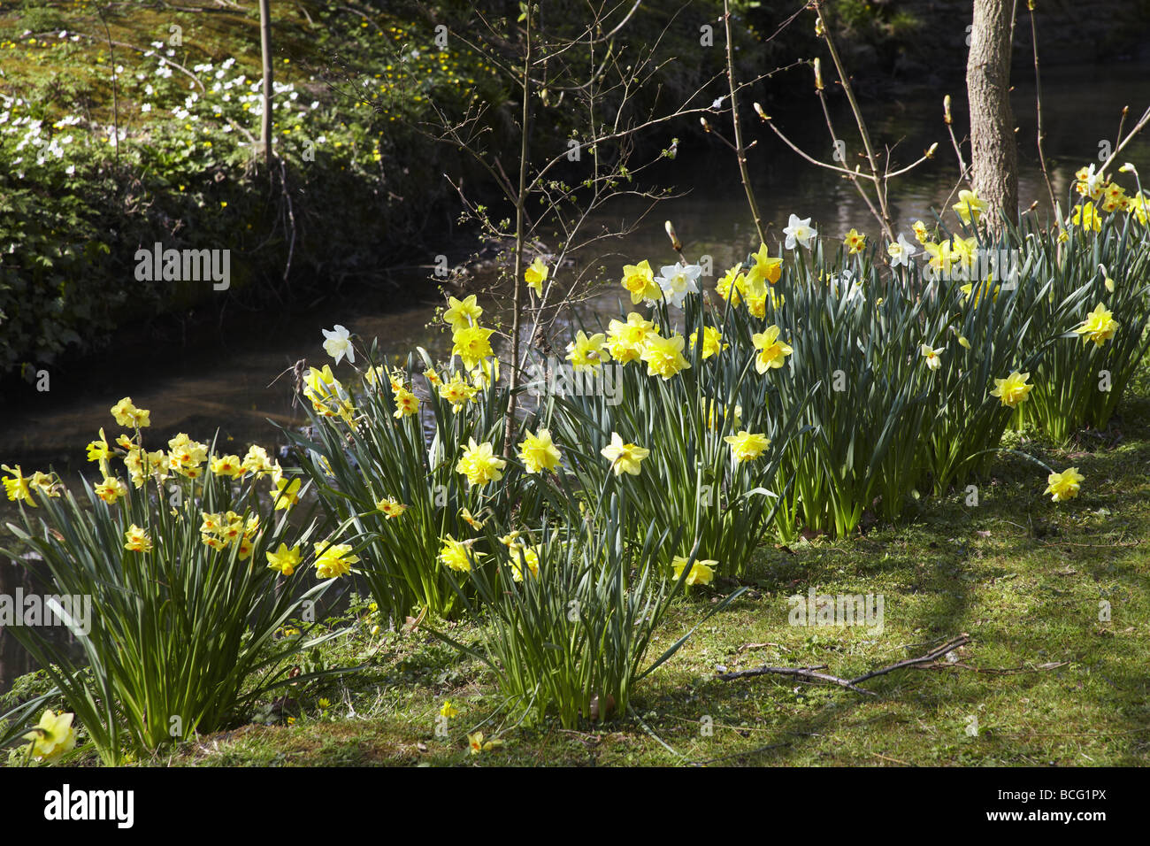 The banks of a river with bushes and trees Stock Photo - Alamy