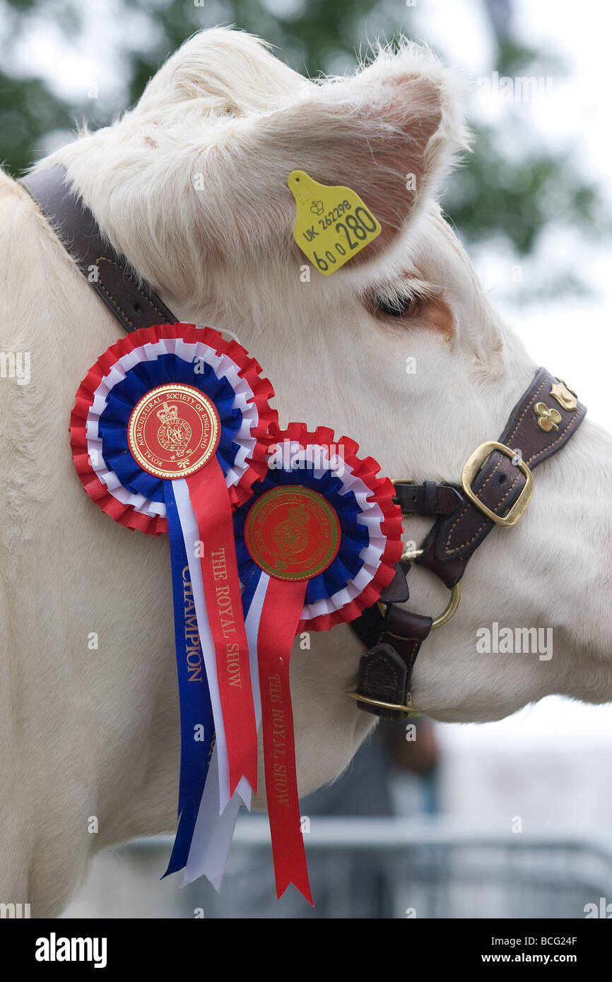 Rosettes on a Charolais Cow At The Last Royal Show 2009 Stock Photo
