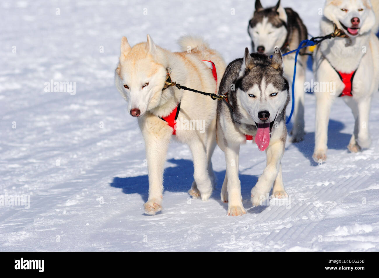 Details of a Malamute sled dog team in full action heading towards the ...