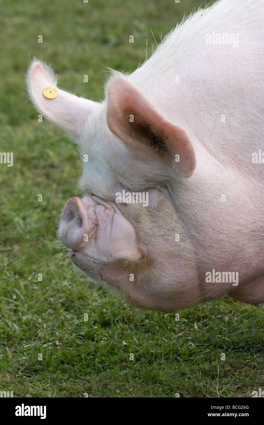 Middle White Sow Stock Photo